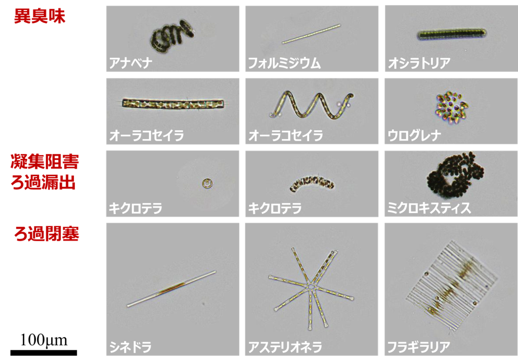 AIで判別した藻類。形状情報だけでなく、スペクトル情報も用いることで藻類の判別精度が向上した