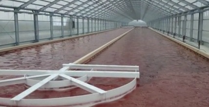 Algae farm