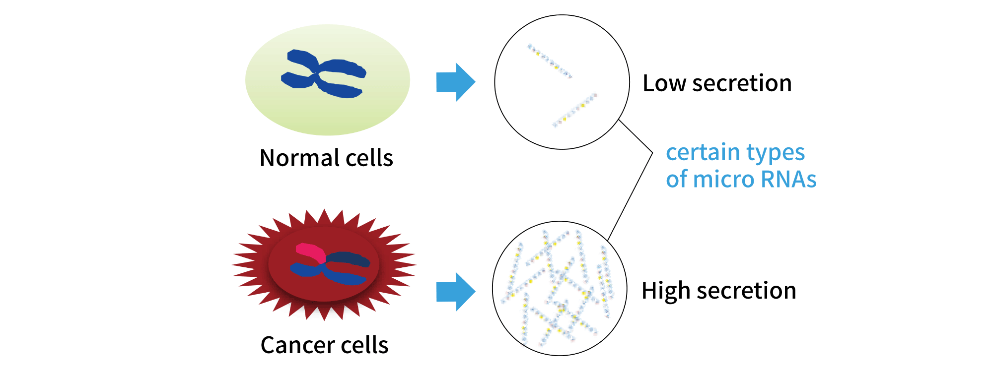 Detecting microRNAs that are increasingly secreted in cancer cells to determine whether cancer is present