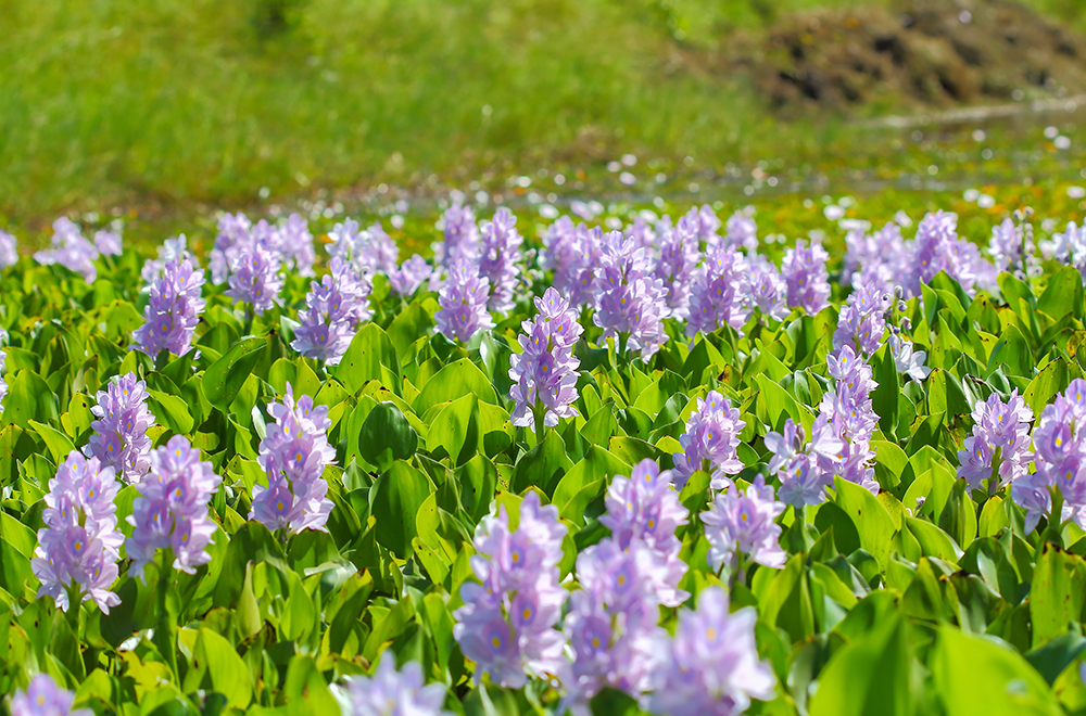Water hyacinths grow and spread fast, and can quickly cover bodies of water. They deprive fish and aquatic flora of oxygen, and can interfere with fishing and water transportation