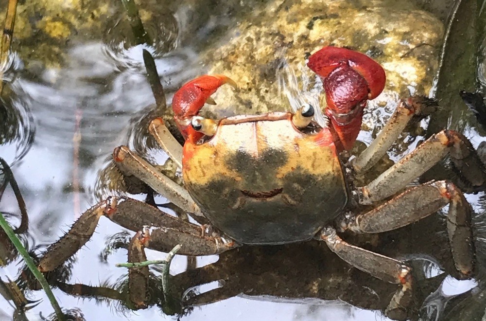 工場にアカテガニがやってきた！ ～生物多様性保全への取り組み～