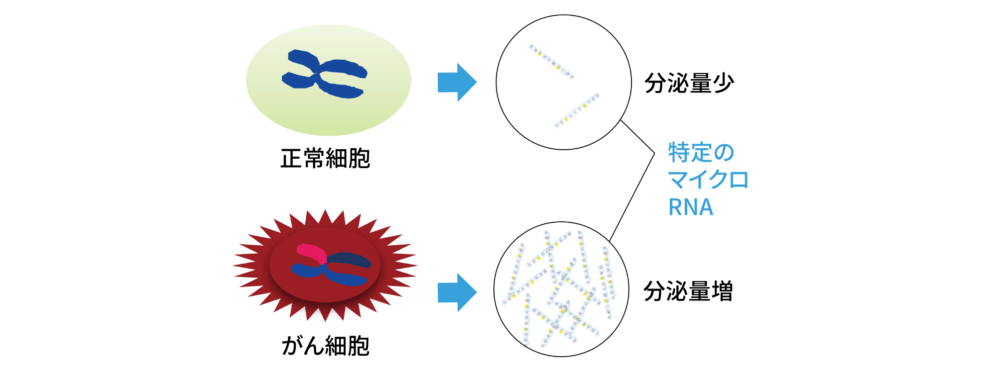 がん細胞で分泌量が増えるマイクロRNAを検出することで、がんの有無を判別