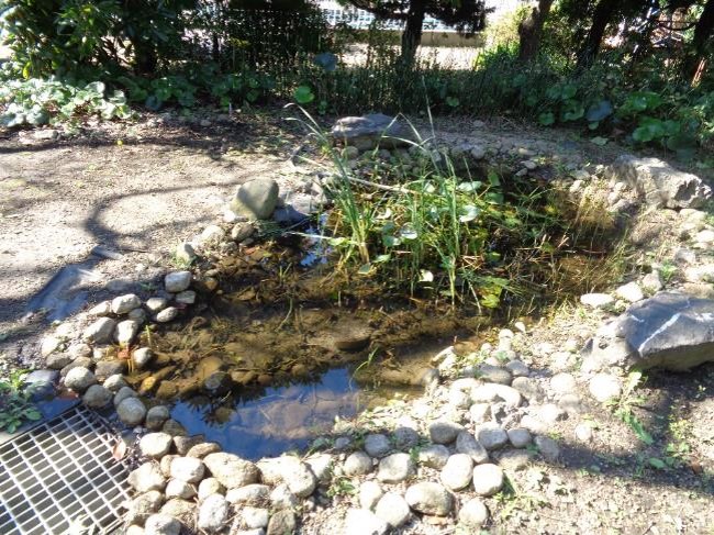 池の水量や石の配置など小さな改善を積み上げて生物にとってより良い環境をつくる